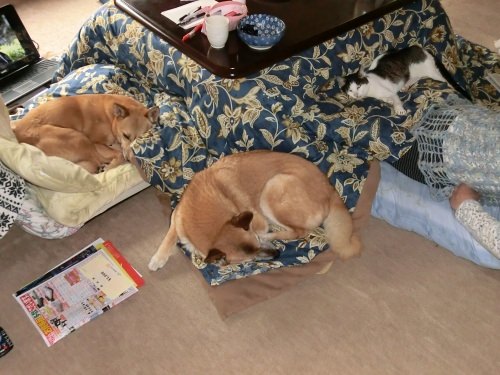 わん。わん。にゃん。婆（＾＾；）