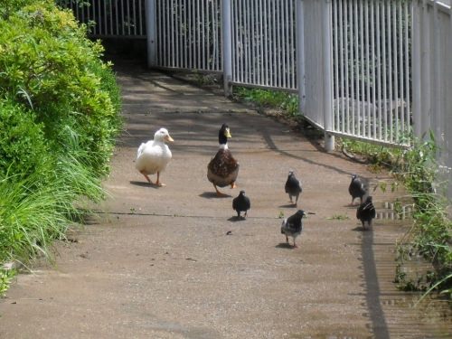 池から出て、鳩と共に散策するアヒル