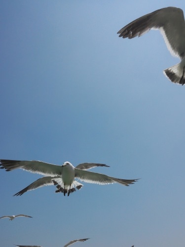 カモメがすごい群がってきます