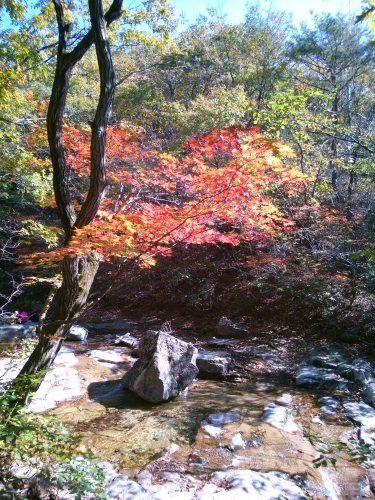 一部紅葉しています。