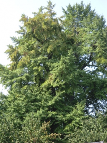 この銀杏が黄色くなる頃また行ってみたい