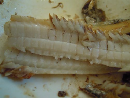 この身の付き具合がボリュームがあって食べでがあります！！