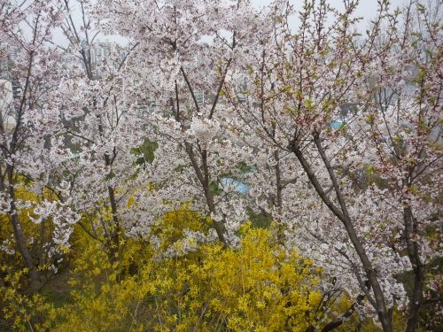 満開の桜とレンギョウのコントラストが素敵です。