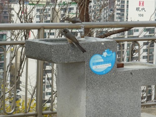 途中の公園の水飲み場には、鳥(名前が判りません)も水を飲みに??来ていて、のどかな雰囲気です。